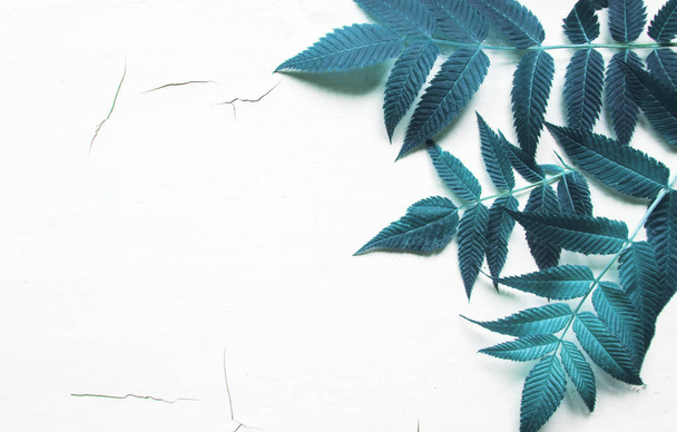 green leaves, plants frame border on white wood background top view. copy space. flat lay - Fotoğraf, Görsel