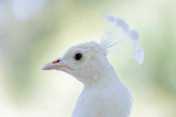 Fehér páva portréja - Fotó, kép