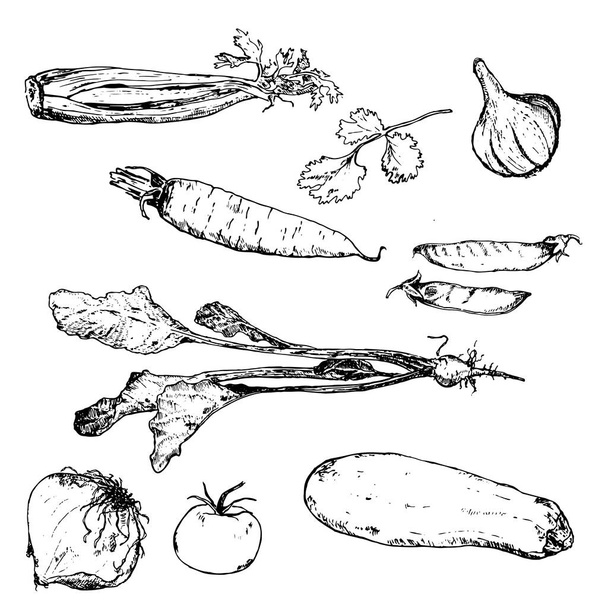 Vegetables hand drawn ink sketch. Set of various farm eco vegetables. Sketches of different eco food. Isolated on white veggies. - Vetor, Imagem