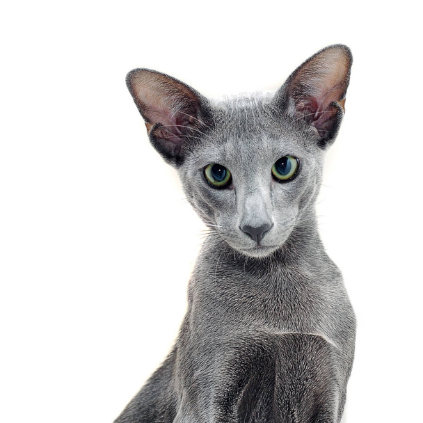 白い背景に隔離愛らしい灰色の東洋の猫 - 写真・画像