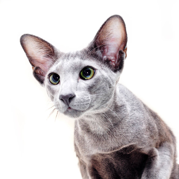 白い背景に隔離愛らしい灰色の東洋の猫 - 写真・画像