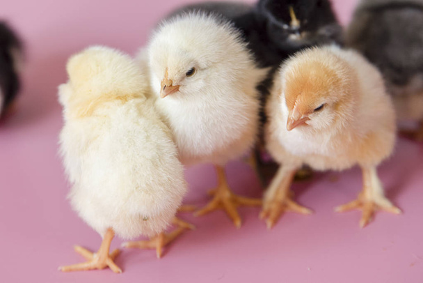 Small chickens of different colors white, black, gray on a pink background - Valokuva, kuva