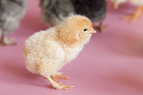 Small chickens of different colors white, black, gray on a pink background - 写真・画像