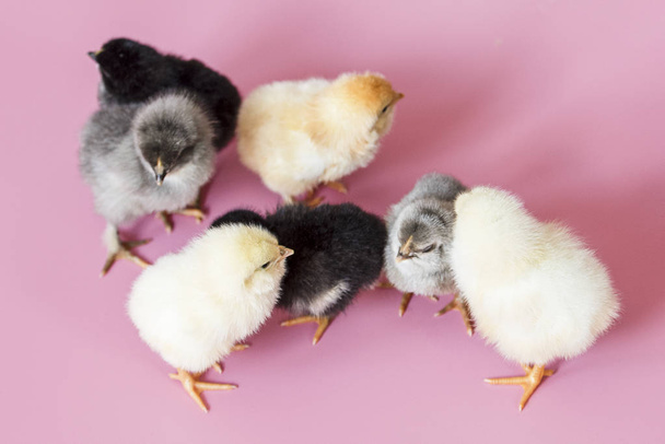 Small chickens of different colors white, black, gray on a pink background - Fotografie, Obrázek