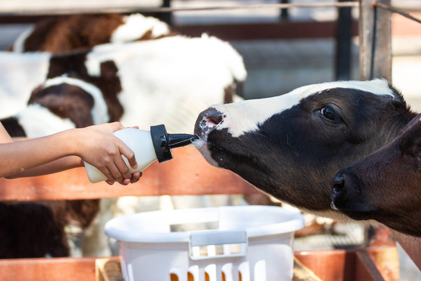 クローズアップ-タイの子育て中の女性による牛乳瓶への赤ちゃん牛の餌やり. - 写真・画像