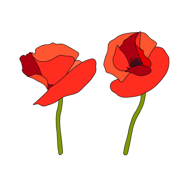 Two Poppy red flowers heads and stems. Anzac. Side view. Flat sketch style. Scarlett petals. Day of Remembrance. Vector illustration - Vektor, Bild