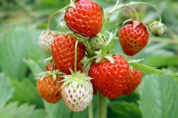 Gartenbeeren im Sommer. Erdbeere und Erdbeere für den Hintergrund auf Telefon und Tablet bestreuen. Erdbeeren werden in ukrainischen Gärten geerntet. - Foto, Bild