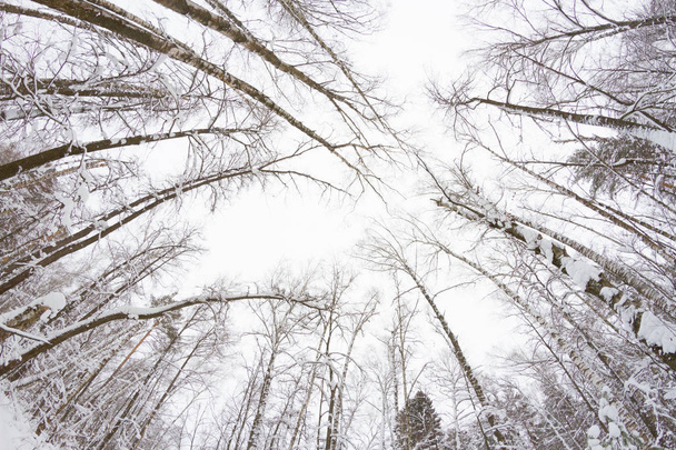 pine tree forest - Fotografie, Obrázek