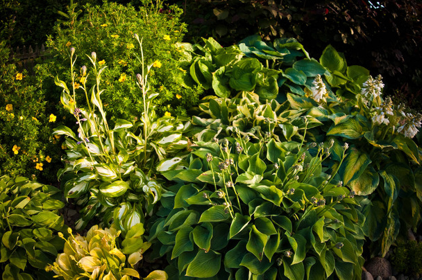 Amplia vista angular de las plantas hostas en un jardín decorativo
. - Foto, Imagen