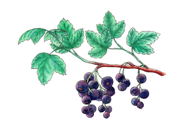 Black currant branch with leaves. Watercolor hand-drawn illustration. Isolated object on a white blackground . Food ingredient, cooking, beauty. For tea packaging design, medicinal herb. Wrapping paper. Botanical illustration. - Fotografie, Obrázek