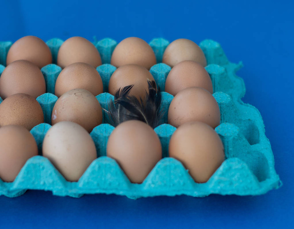 Huevos de pollo marrón fresco en una caja azul protectora, pluma de pollo encima del huevo. Productos ecológicos locales
. - Foto, Imagen