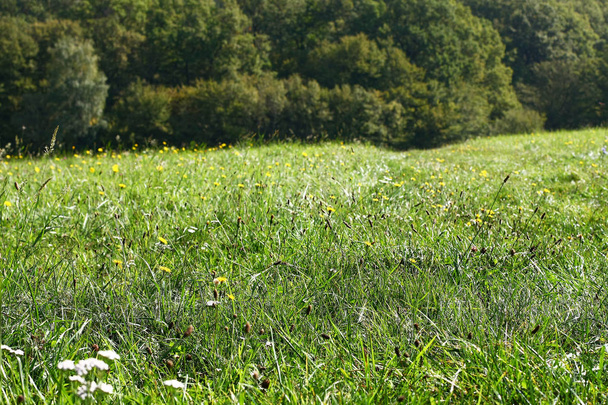 Vista cercana de las plantas que crecen en el prado
 - Foto, Imagen