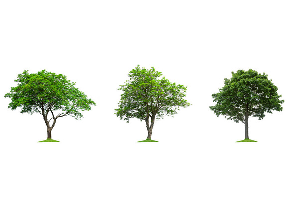  Sammlung isolierter Bäume auf weißem Hintergrund - Foto, Bild
