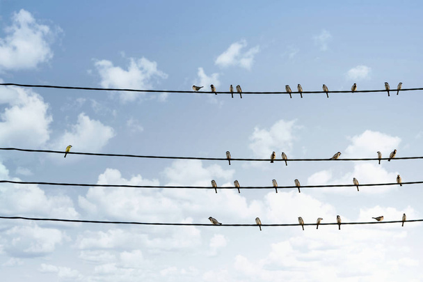 Concepto de individualidad, un pájaro que se destaca de la multitud de otras aves en la línea eléctrica
 - Foto, imagen