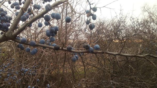 青いベリーとととげブッシュの秋の写真。悲しみと最後の収穫の考え. - 写真・画像