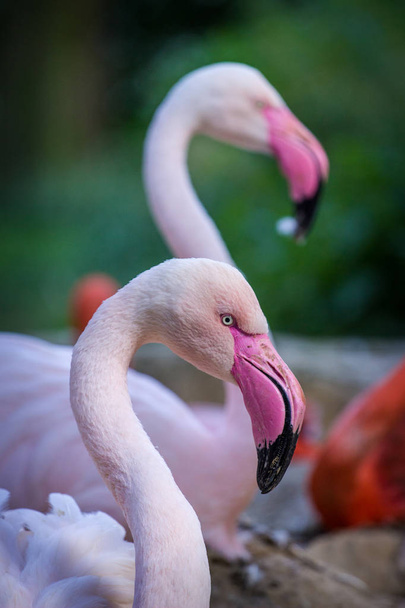 flamenco rosa en el zoológico - Foto, imagen