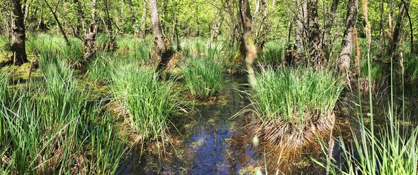 мальовничий вид на панорамну картину лісових болотів
 - Фото, зображення