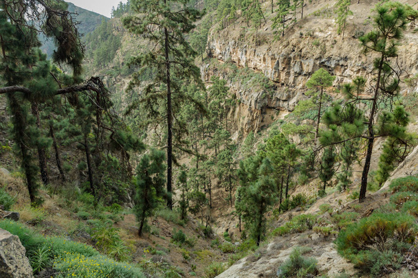 Sendero pedregoso en la montaña rodeado de pinos en un día soleado. Las laderas de un estrecho barranco profundo cubierto de pinos centenarios. Carretera rocosa en zona de montaña seca con hojas de aguja. Tenerife
 - Foto, Imagen