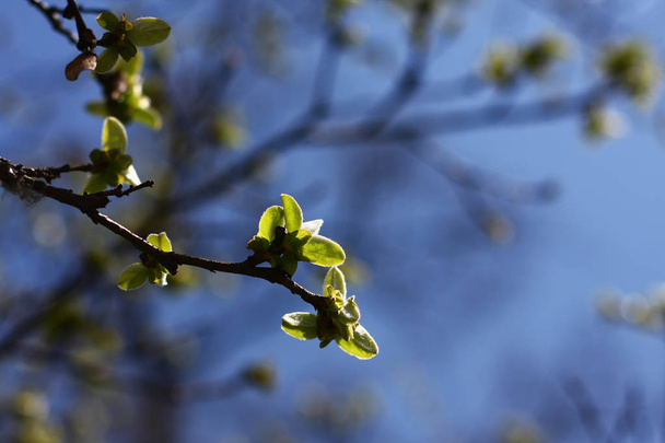 widok z bliska piękne świeże liście wiosny - Zdjęcie, obraz
