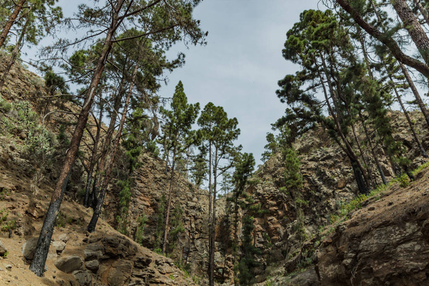 Camino pedregoso de montaña rodeado de pinos en un día soleado. Las laderas de un estrecho barranco profundo cubierto de pinos centenarios. Carretera de seguimiento rocosa en zona de montaña seca con hojas de aguja. Tenerife
 - Foto, Imagen