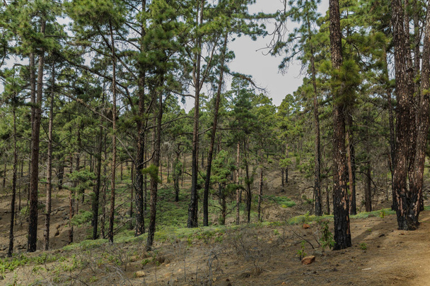 晴れた日に松の木に囲まれた高地のストーニーパス。水平線に沿って青い空といくつかの雲をクリアします。針葉樹の森と乾燥した山岳地帯のロッキートラッキング道路。テネリフェ 島 - 写真・画像