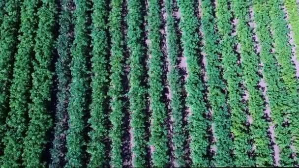 Potato Field Aerial View. Rows of Potatoes in a Field Aerial Dron Shoot. Rows of Green and Organic Potatoes Growing on a Farm on Sunny Summer Day. Green Field of Flowering Potatoes. - Video, Çekim