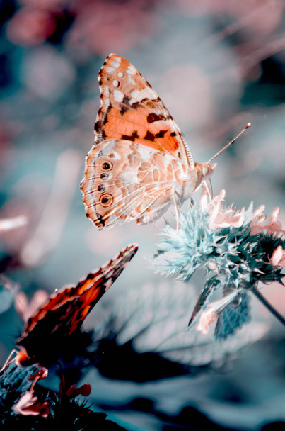 Magic background with painted lady butterfly. Close up photo of butterfly on a garden flower. - Photo, Image
