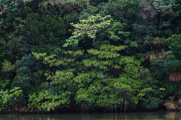 jungle in ishigaki island - Foto, afbeelding