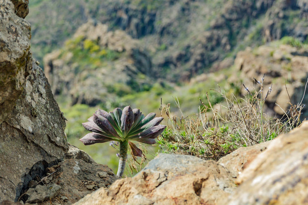 Clouse up shot van endemische succulente Bejeque. Selectieve focus. Wazig lucht beeld van diepe kloof. Rotsachtige trackings weg in droge berggebied. Tenerife, Canarische eilanden - Foto, afbeelding