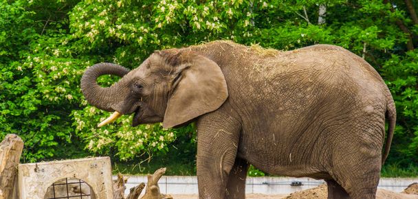 Gros plan d'un éléphant d'Afrique jouant avec de l'herbe et la mettant sur le dos, espèce animale vulnérable d'Afrique
 - Photo, image