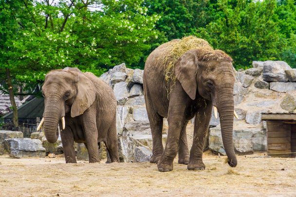 pareja de elefantes africanos juntos, especie animal vulnerable de África
 - Foto, Imagen