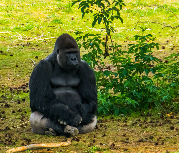 Vértes nyugati síkföld gorilla ül a fűben, kritikusan veszélyeztetett főemlős Specie Afrikából - Fotó, kép