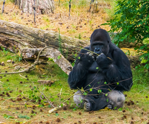 Nyugat-alföldi gorilla közelkép rágás egy faág, kritikusan veszélyeztetett állatfaj Afrikából - Fotó, kép