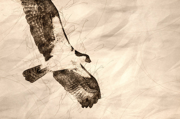 Самотнє полювання на крилі на білому тлі
 - Фото, зображення
