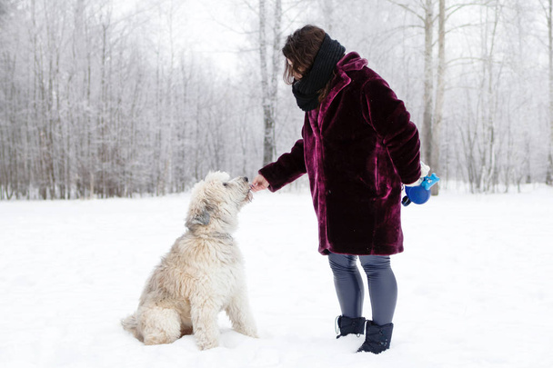 Fütterung des Hundes durch die Hand des Besitzers. Südrussischer Schäferhund geht im Winter spazieren. - Foto, Bild