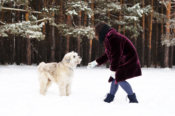 Owner playing with her dog. South Russian Shepherd Dog on a background of winter coniferous forest. - Fotó, kép