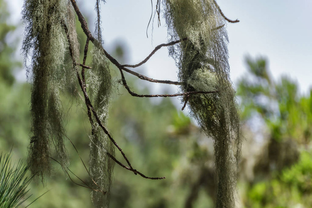 Long hair of Usnea barbata lichen hanging from old dry branches of canarian pine tree. Close up, Blurred background. Selective focus. Old pine forest. Tenerife, Canary Islands - Photo, Image