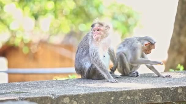 close-up twee apen zitten op steen blik in boom schaduw tegen licht groene achtergrond in Indiase tropische park - Video