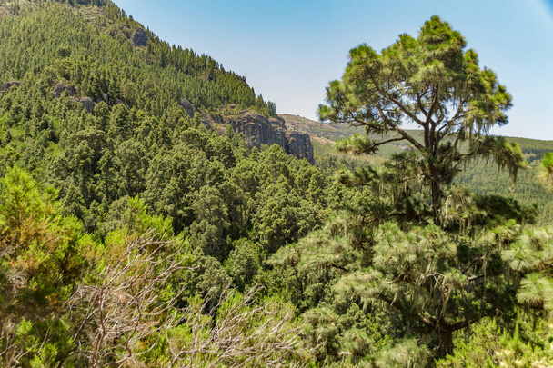 Rotsachtig pad bij Upland omgeven door pijnbomen op zonnige dag. Helder blauwe lucht en enkele wolken boven het bos. Rotsachtige trackings weg in droge berggebied met naald blad Woods. Tenerife - Foto, afbeelding