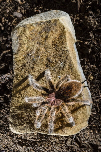 Kaya koyu arka plan üzerinde Şili pembe tarantula - Fotoğraf, Görsel