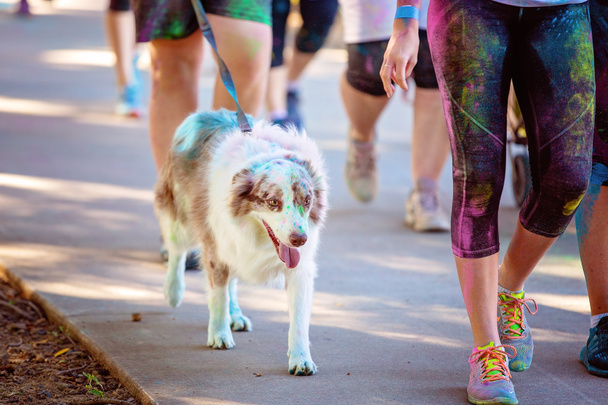 Dog Walks In Color Frenzy Fun Run - Photo, Image
