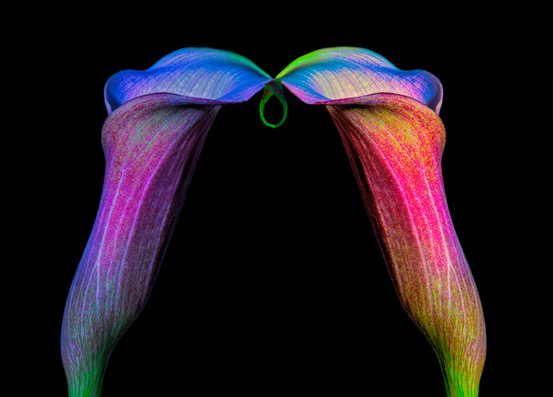 pair of connected calla blossoms isolated on black background - Foto, Imagem