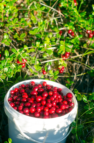 Juicy berries of wild cranberries with a slide lie in a bucket opposite the unassembled berries. Autumn gathering in the Northern taiga of Yakutia. - Photo, Image