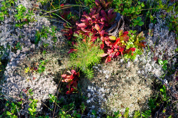 白い苔と緑の葉を持つ牛の野生の果実の茂みとのバンプの間の古い木の切り株でヤクートのタイガの地面を覆う秋の豊かな色 - 写真・画像