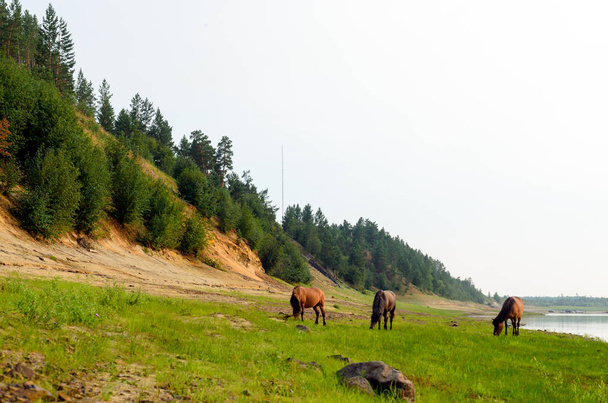 Três cavalos comem grama verde perto da margem do rio Yakut do Norte Viluy ao lado das árvores de abeto na encosta
. - Foto, Imagem