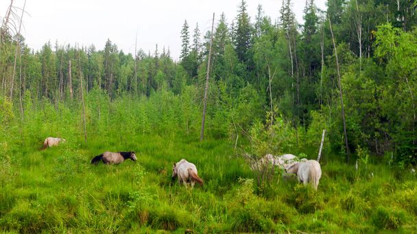 Pieni lauma Yakut-hevosia suon ruohikossa taigan lähellä pohjoinen kuusimetsä syö ruohoa, heiluttaen häntäänsä.
. - Valokuva, kuva