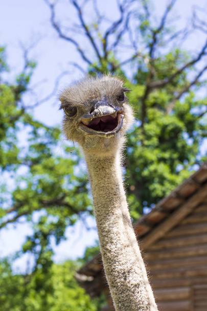 struisvogel hoofd op een achtergrond van bomen - Foto, afbeelding