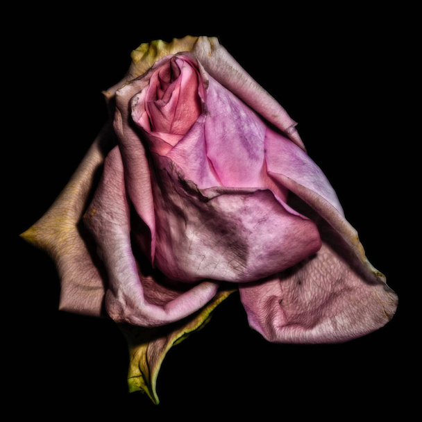 Fine Art Stillleben Farbe Makroblume Porträt einer einzelnen isolierten verblassenden rosa Rose blühende verfallende verblassende Blüte, schwarzer Hintergrund, detaillierte Textur im surrealistischen Vintage-Malstil - Foto, Bild