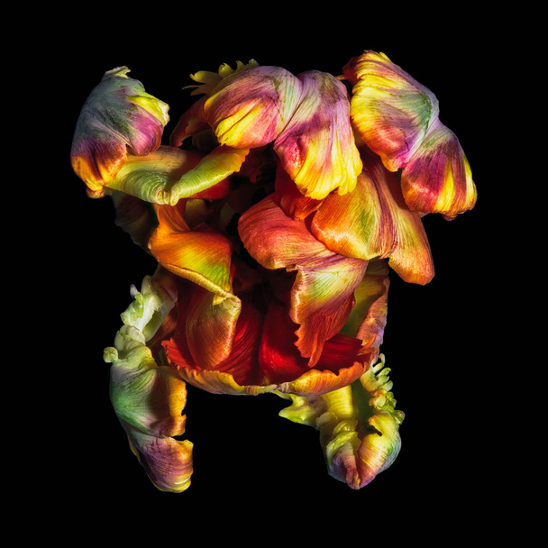 surreale bildende Kunst Stillleben farbenfrohe Makro-Portrait-Fantasie einer einzelnen isoliert blühenden Papageientulpenblüte im surrealistischen / fantastischen Realismus-Stil mit Pop-Art-Regenbogenfarben - Foto, Bild
