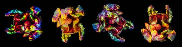 Fine Art πολύχρωμο μακρο λουλούδι πορτρέτο φαντασίωση του τέσσερις απομονωμένο παπαγάλο τουλίπες σε σουρεαλιστική/φανταστικό ρεαλισμό στυλ στο λαμπερό pop-art ουράνιο τόξο χρώματα με ισχυρή υφή σε μαύρο φόντο - Φωτογραφία, εικόνα